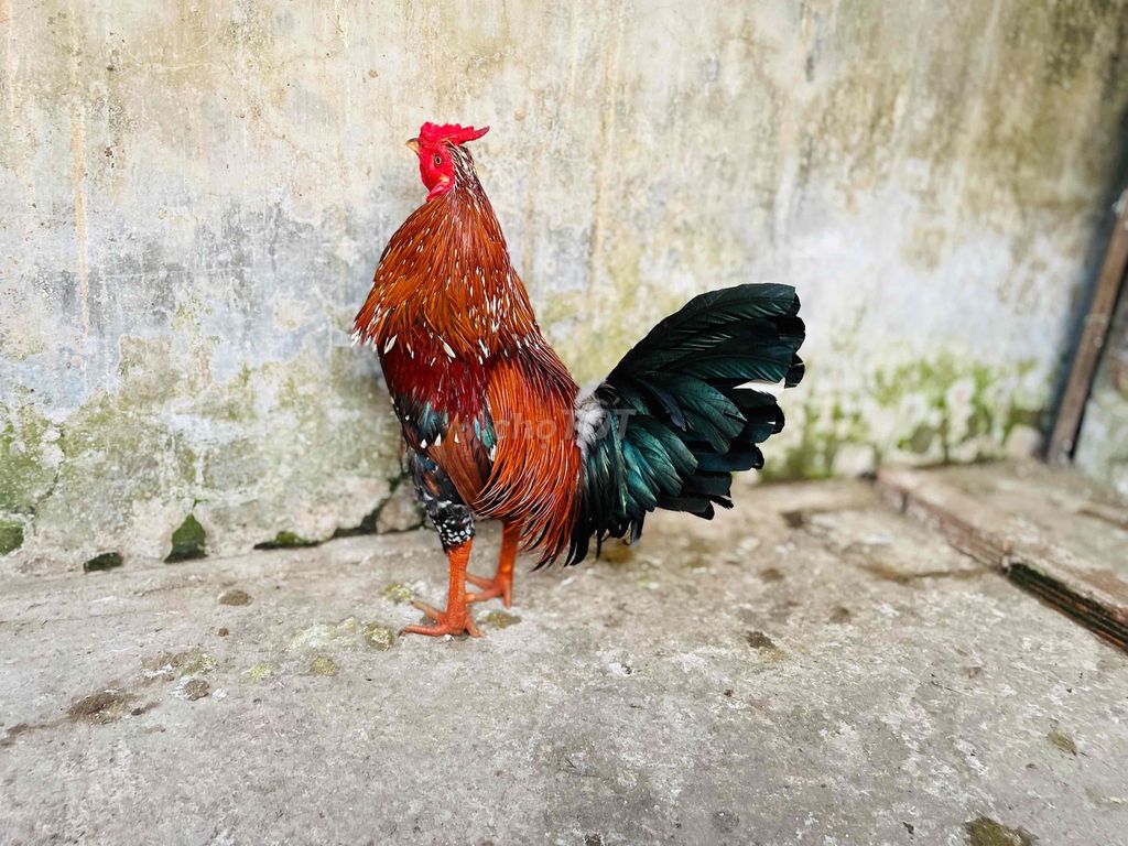 Gà trống Nâu đỏ Đực 3kg. Mua bán Gà tại Thành phố Sa Đéc Đồng Tháp được đăng bởi Ht Gà  hình 1