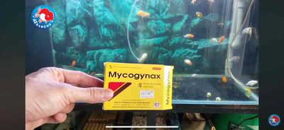oranda short tail ship full map mời anh em. Mua bán Thú cưng khác tại Huyện Cờ Đỏ Cần Thơ được đăng bởi Sơn Hoàng