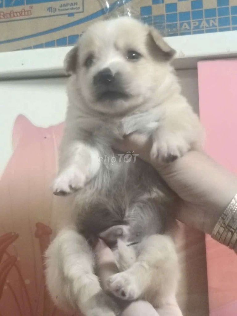 Chó Fox Sóc f1 cái đực có đủ. Mua bán Chó tại Thành phố Dĩ An Bình Dương được đăng bởi Pet shop dĩ an hình 1