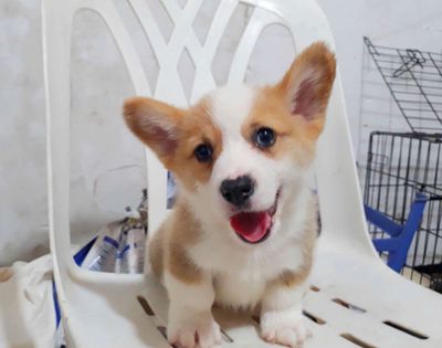 (S)CÚN CORGI ĐÁNG YÊU LẮM Ạ.