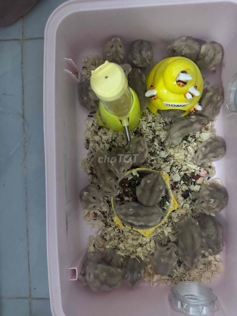 Chuột Hamster Syrian Nâu xám. Mua bán Thú cưng khác tại Quận Gò Vấp Tp Hồ Chí Minh được đăng bởi Khanh Do hình 1