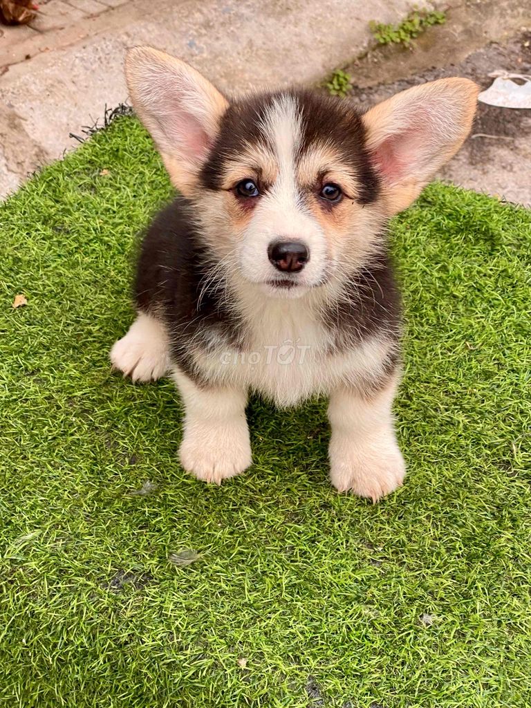 bé corgi mặt trái tim bố nhập nga