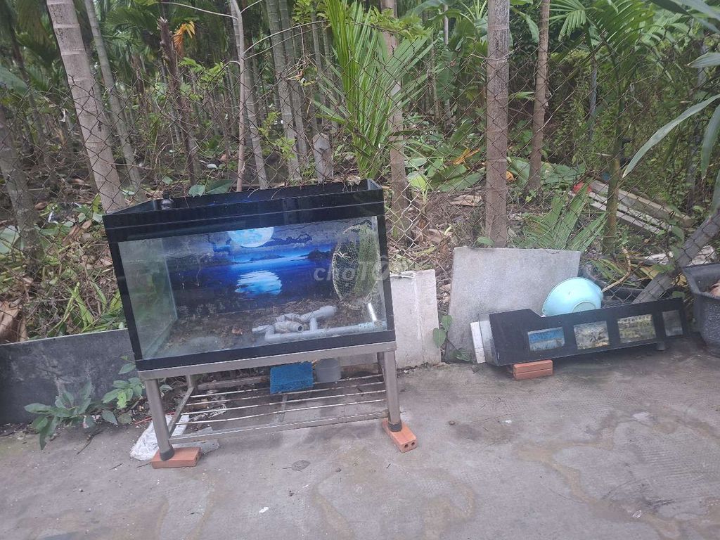 Hồ cá 1m x 0.6m có lọc đầu tàu, bơm. Mua bán Phụ kiện, Thức ăn, Dịch vụ tại Thành phố Thuận An Bình Dương được đăng bởi thuc luu dinh hình 1