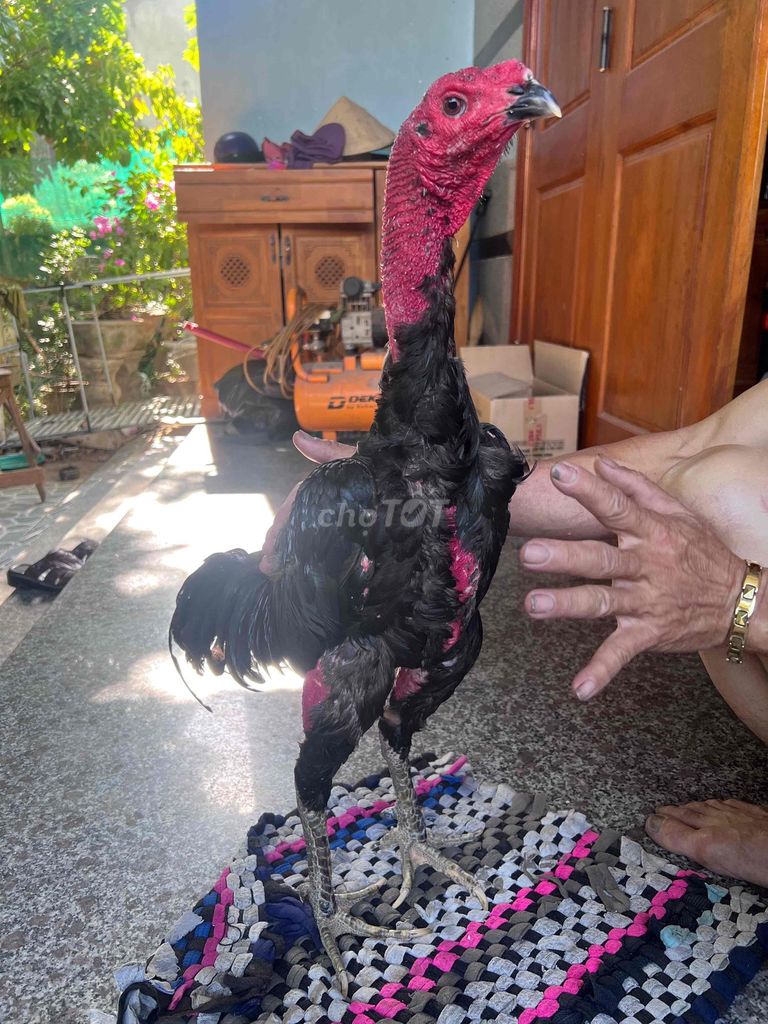 Gà chọi Ô 3.2kg mắt ếch. Mua bán Gà tại Huyện Tuy Phước Bình Định được đăng bởi Cuong hình 1