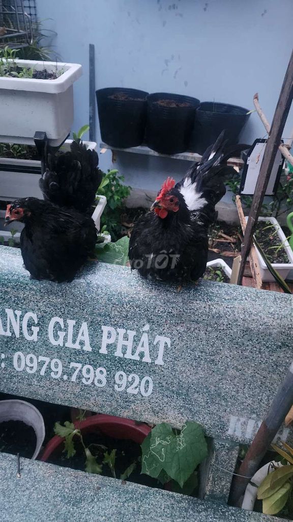 Gà cảnh Đen Khỏe mạnh. Mua bán Gà tại Thị xã Bến Cát Bình Dương được đăng bởi Oanh hình 1