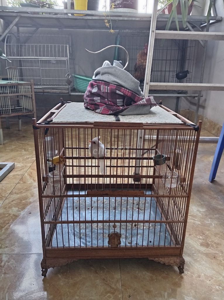 Chim Bạch lem trống 4 năm Trắng. Mua bán Chim tại Huyện Đông Anh Hà Nội được đăng bởi le Chien hình 1