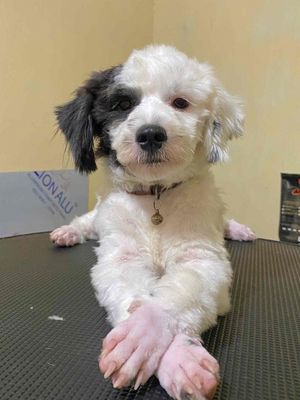 Poodle tiny đực bò sữa siêu ngoan, sạch sẽ. Mua bán Chó tại Huyện Gia Lâm Hà Nội được đăng bởi Hoàng Huy