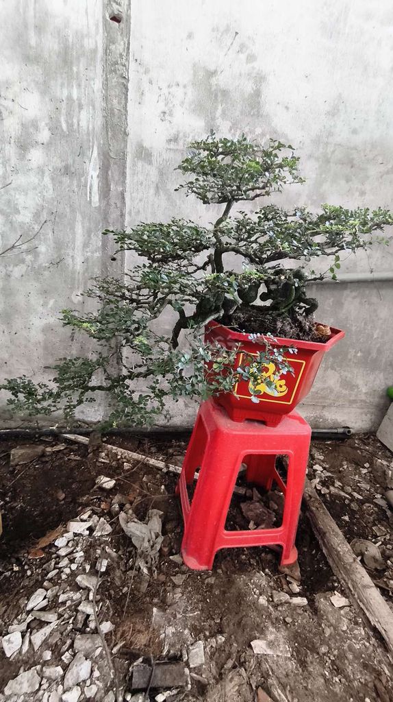 Cần thân bonsai (cây trồng 30 năm)