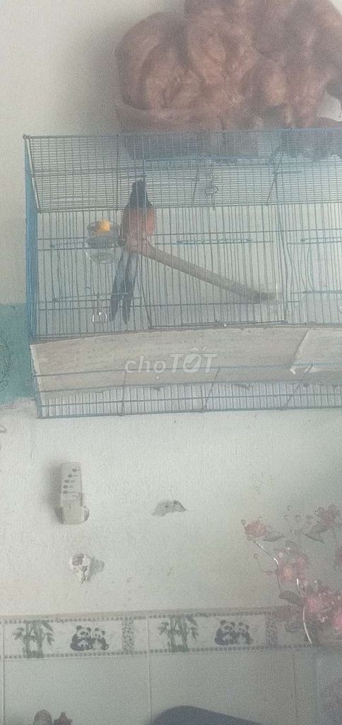 như hình. Mua bán Thú cưng khác tại Quận Thanh Khê Đà Nẵng được đăng bởi trần ngọc vũ  hình 1