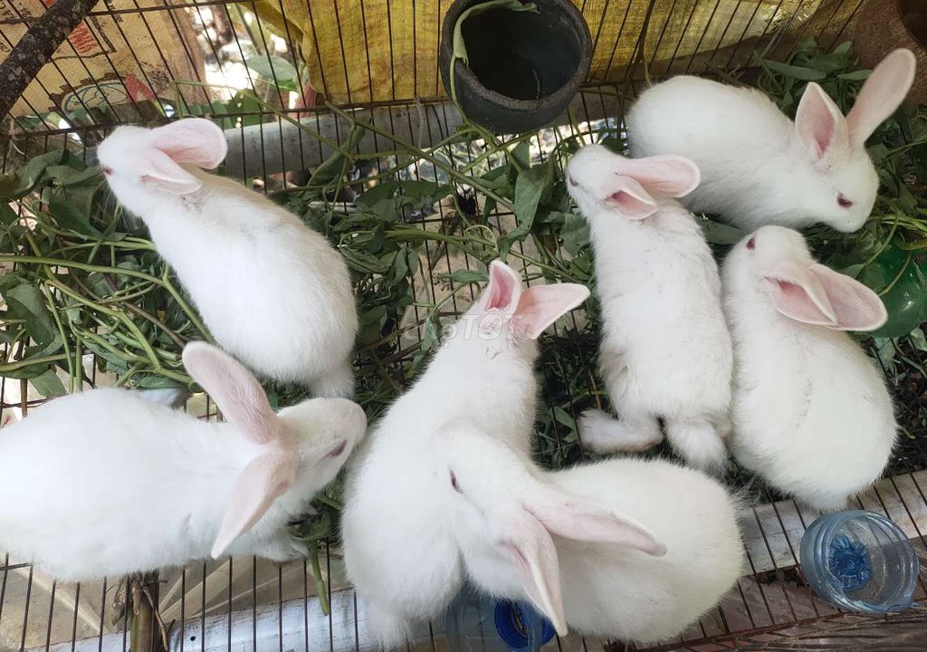 Thỏ trắng to con . Mua bán Thú cưng khác tại Huyện Vĩnh Lợi Bạc Liêu được đăng bởi мr . trí hình 1