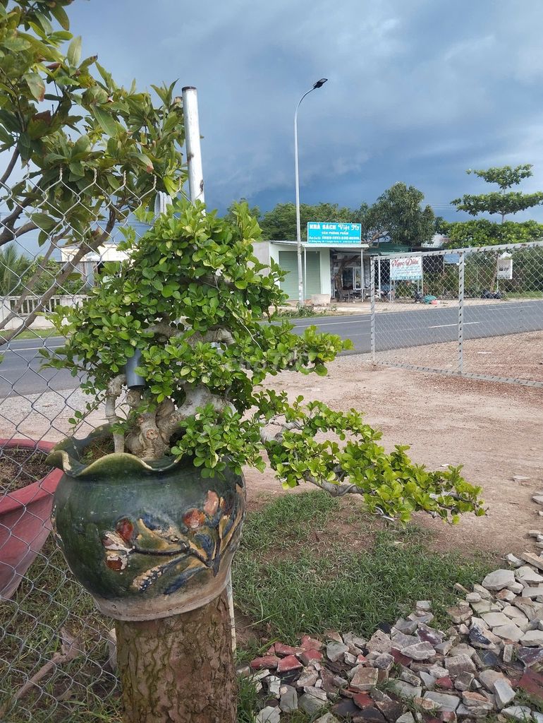 Lô bonsai đủ các loại lớn nhỏ gần 100 gốc