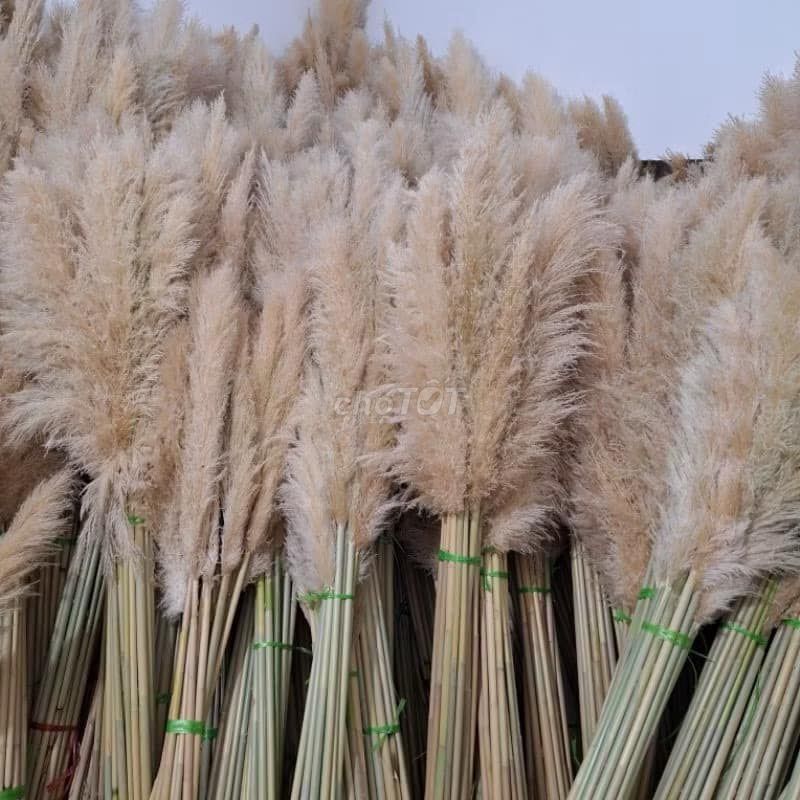 Cỏ lau khô trang trí nhà cửa. Mua bán Cây cảnh, đồ trang trí tại Quận Cầu Giấy Hà Nội được đăng bởi đỗ thị hoài nhung hình 1