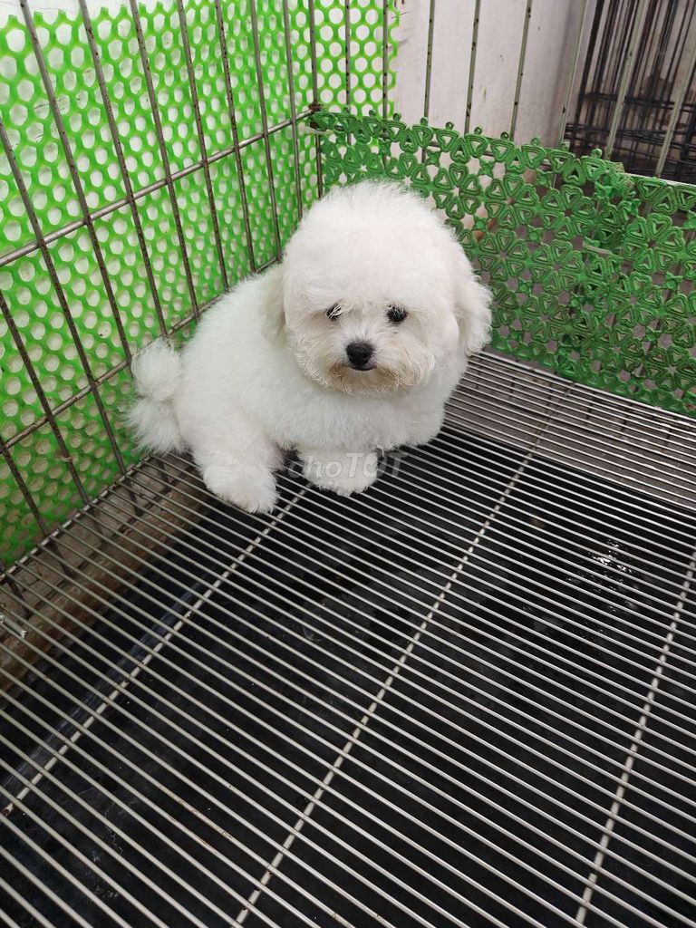 Bé mini bichon cái siêu vip cực xinh. Mua bán Chó tại Quận Tân Phú Tp Hồ Chí Minh được đăng bởi nguyen giang hình 1