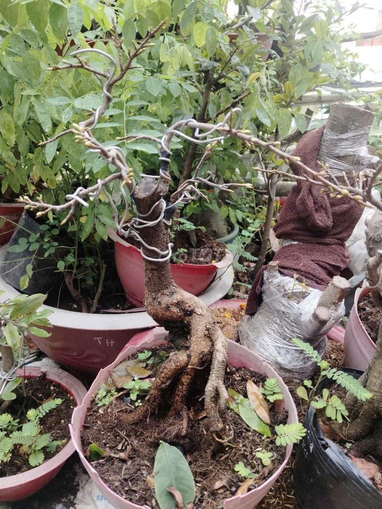 Mai cúc bonsai đẹp , ghép già mùa