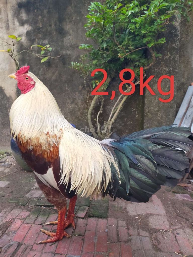 Chuối 2,8kg tơ Zing