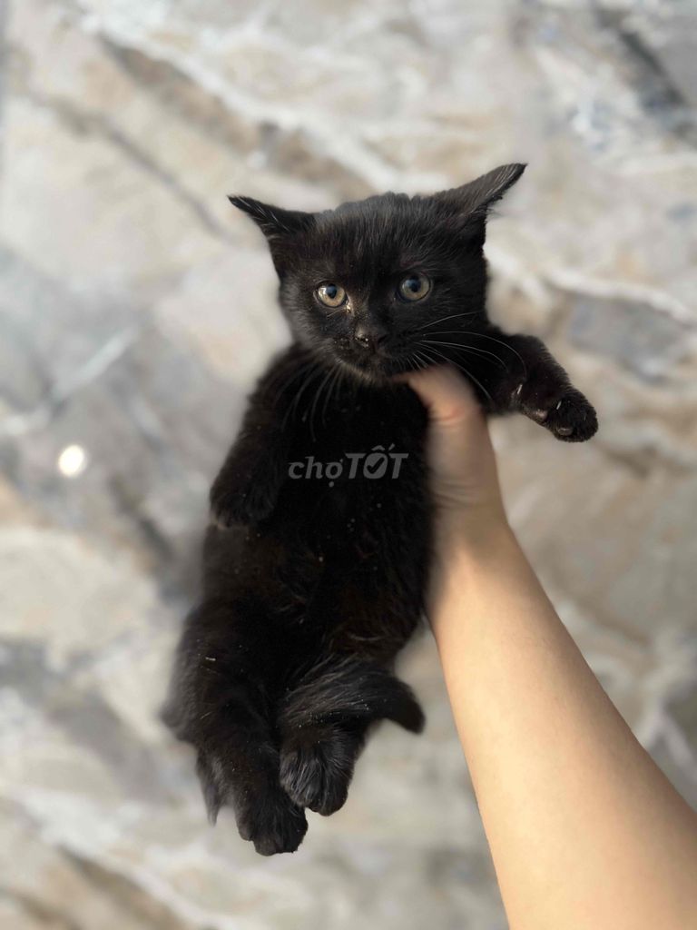 Mèo Munchkin đen 2 tháng. Mua bán Mèo tại Quận Ngũ Hành Sơn Đà Nẵng được đăng bởi Phương  hình 1