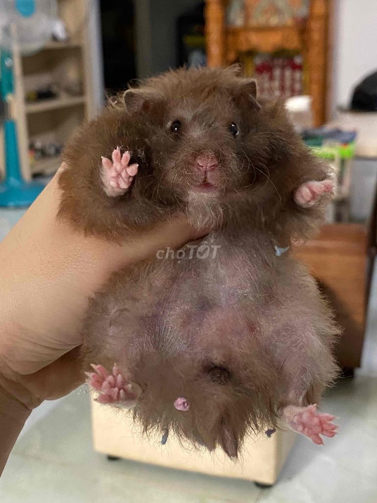 Hamster bear tạng trung cái mang thai