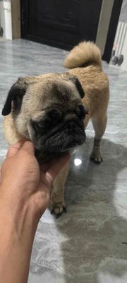 mặt xệ cái. Mua bán Chó tại Huyện Hòa Vang Đà Nẵng được đăng bởi anh thư
