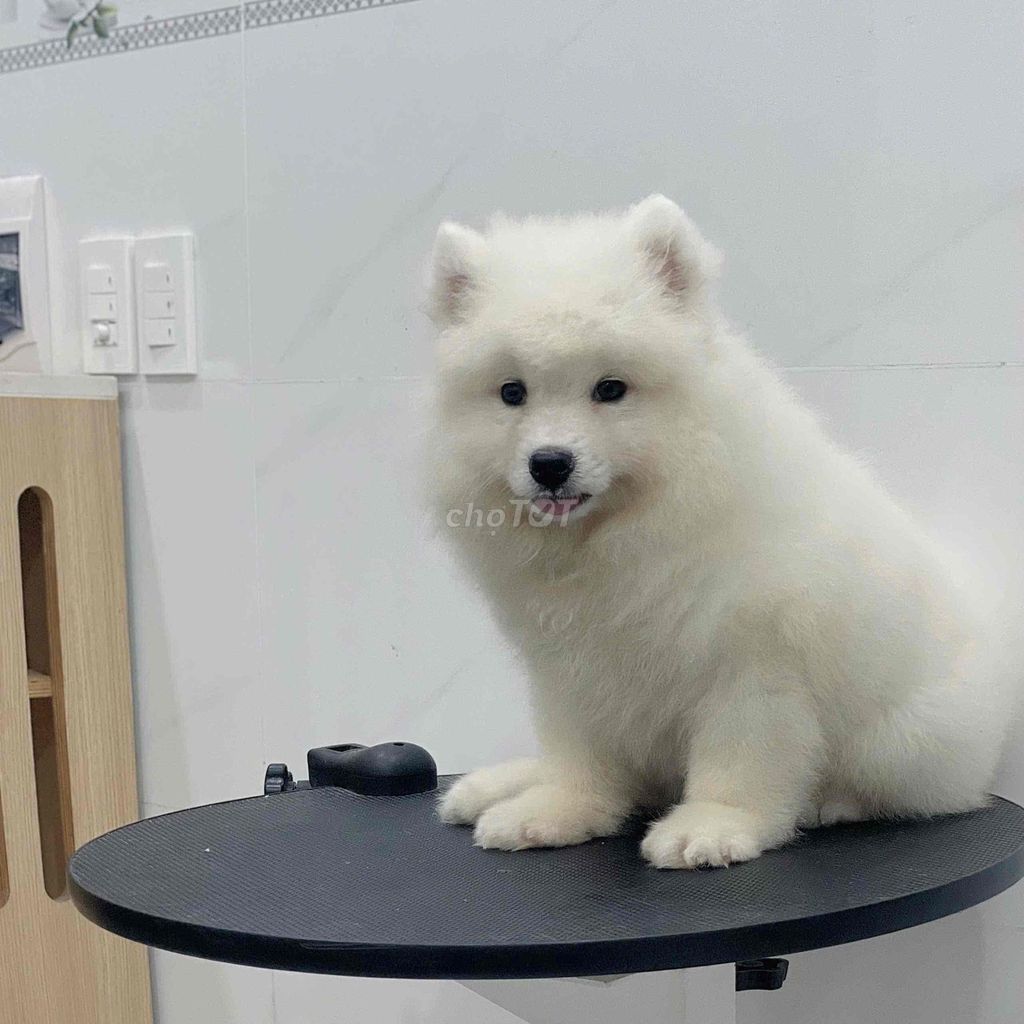 Chó Samoyed Trắng Đực Cái Đã tiêm phòng. Mua bán Chó tại Quận 7 Tp Hồ Chí Minh được đăng bởi Lộc hình 1