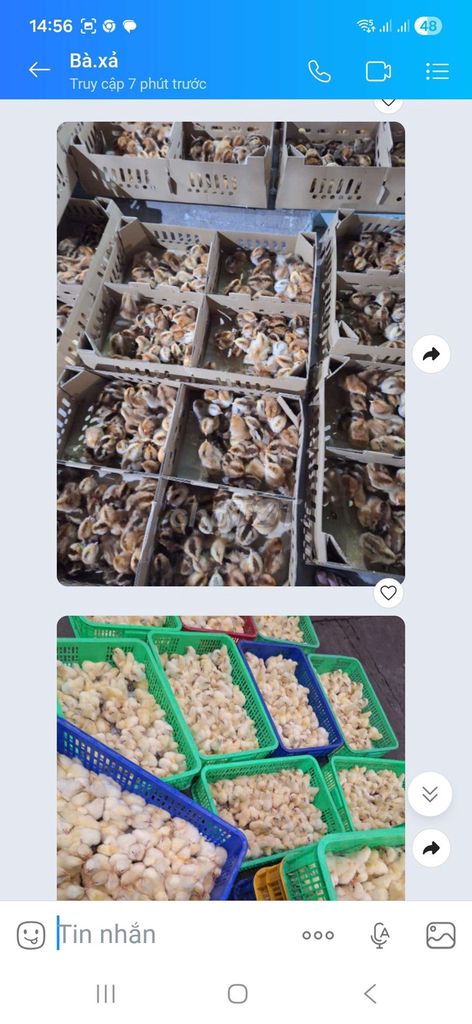 Gà noi. bên tre. Mua bán Gà tại Quận 12 Tp Hồ Chí Minh được đăng bởi Trần Huyền hình 1