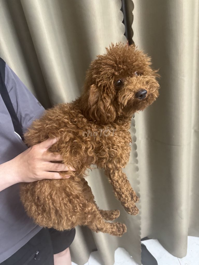 Poodle ,nâu,dưới 1 năm tuổi,ngoan