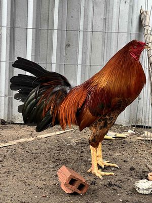 gà tơ chưa cự mạnh. Mua bán Gà tại Thành phố Bến Tre Bến Tre được đăng bởi Cám Chim Huy Bảo