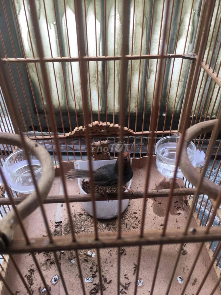 Chim chào mào đầu đỏ trống. Mua bán Chim tại Huyện Nhà Bè Tp Hồ Chí Minh được đăng bởi Khai hình 1