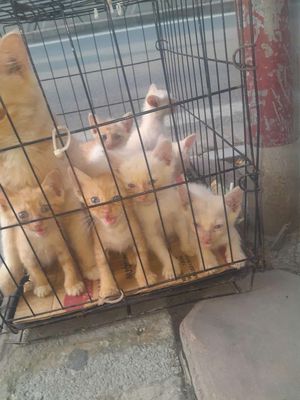 1 mẹ 7 con. Mua bán Mèo tại Quận Thanh Xuân Hà Nội được đăng bởi Văn giang