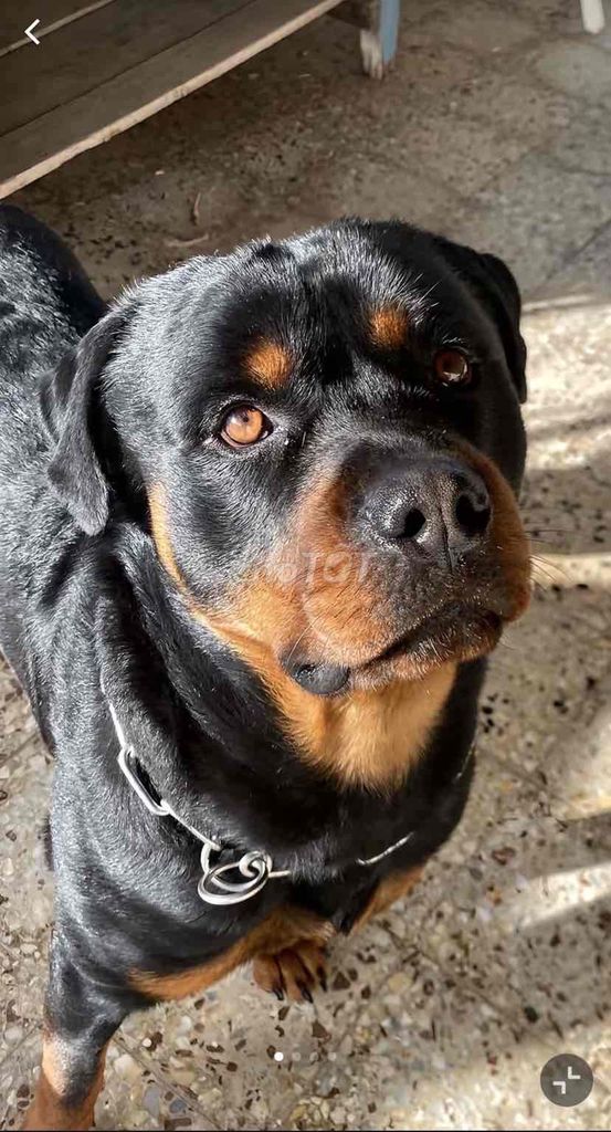 Rottweiler đã thuần và bé rất thích chơi banh. Mua bán Chó tại Thành phố Biên Hòa Đồng Nai được đăng bởi Phương Dung  hình 2