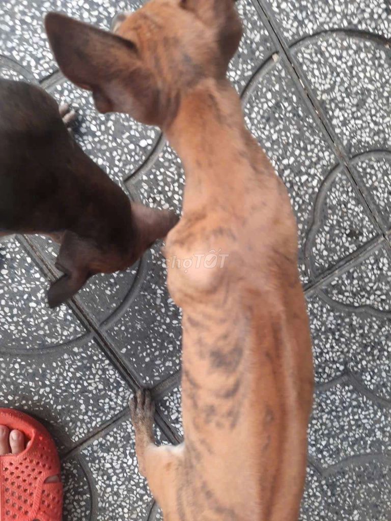 Chó Phú Quốc vàng vện gần 3 tháng. Mua bán Chó tại Huyện Gò Dầu Tây Ninh được đăng bởi Minhvy hình 5