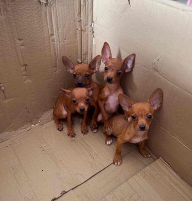 fox hươu đẹp. Mua bán Chó tại Quận Cẩm Lệ Đà Nẵng được đăng bởi Anh Pet Shop