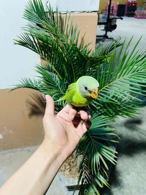 Vẹt Xanh lá Khỏe mạnh