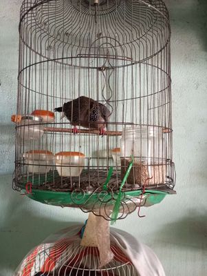 Chim cu gáy khách nuôi gần 2 năm lồng