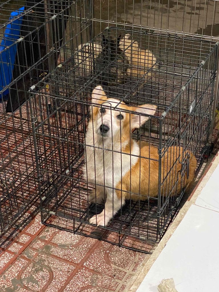 3 bé corgi cái