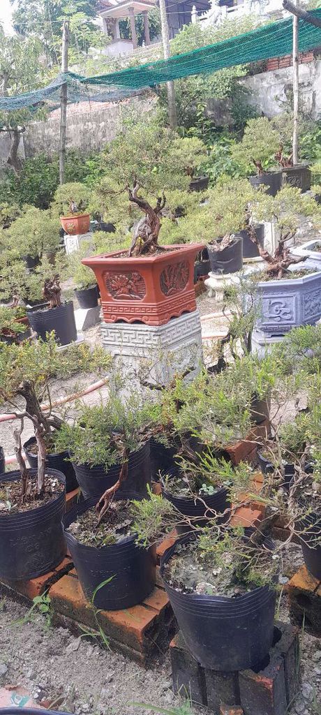 Cây cảnh Kim sa tùng Bonsai. Mua bán Cây cảnh, đồ trang trí tại Thị xã Hương Thủy Thừa Thiên Huế được đăng bởi Nguyennam hình 1
