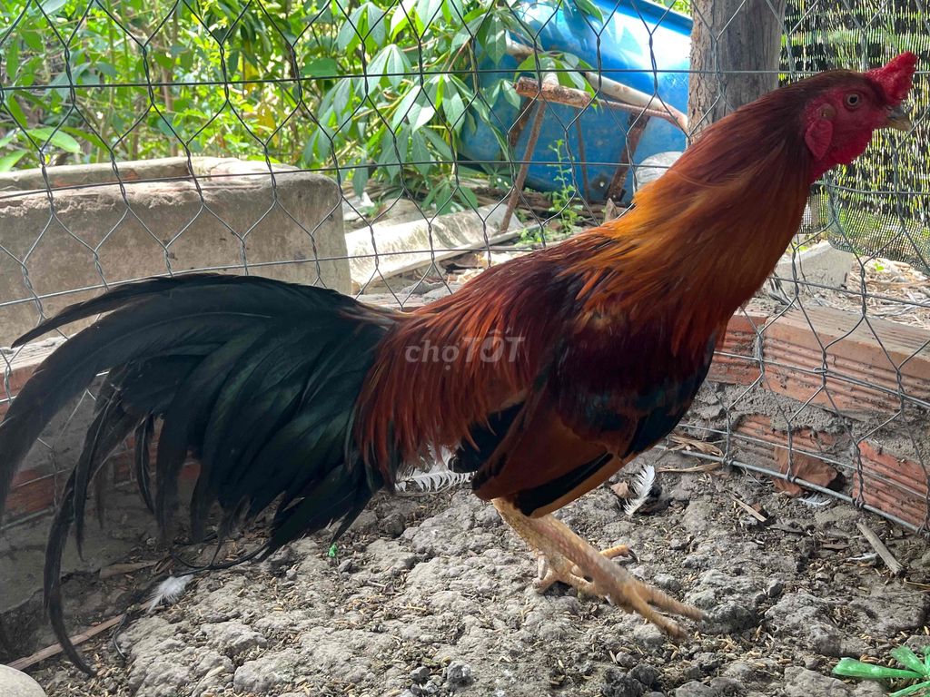 Gà thả vườn mới nhốt.  2.8kg. Ai Cần Về nuôi đá. Mua bán Gà tại Huyện Chợ Gạo Tiền Giang được đăng bởi Dừa mã Lai hình 1