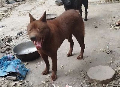 chó H'mông cộc nâu đỏ