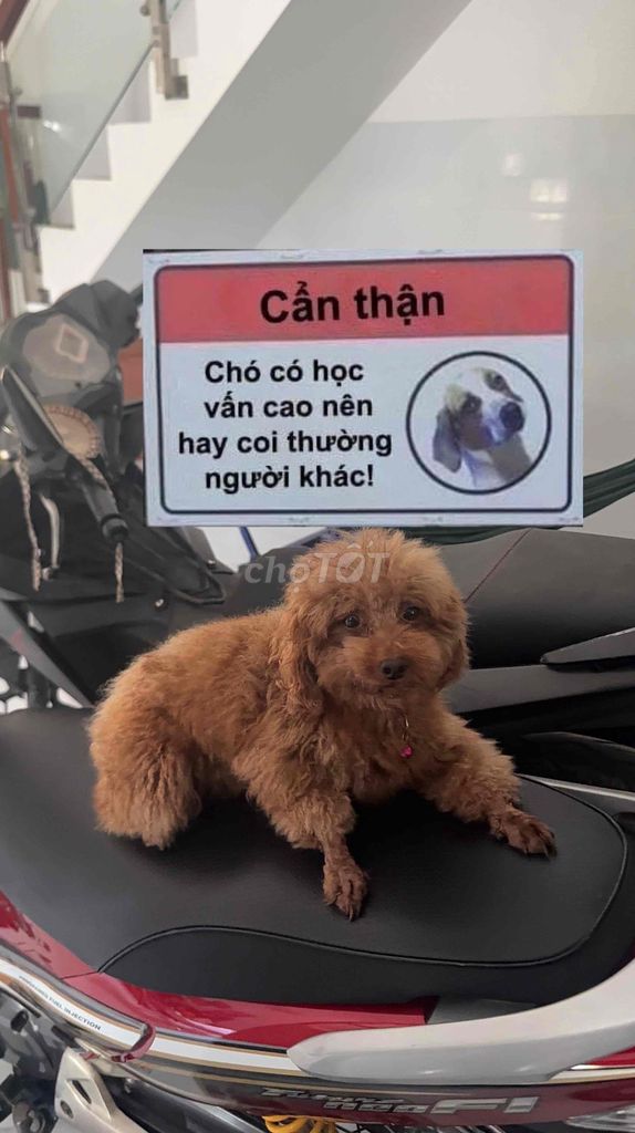 Chó Poodle Đực. Mua bán Chó tại Huyện Bến Lức Long An được đăng bởi cửa hàng oto xe máy cũ vũ post  hình 1