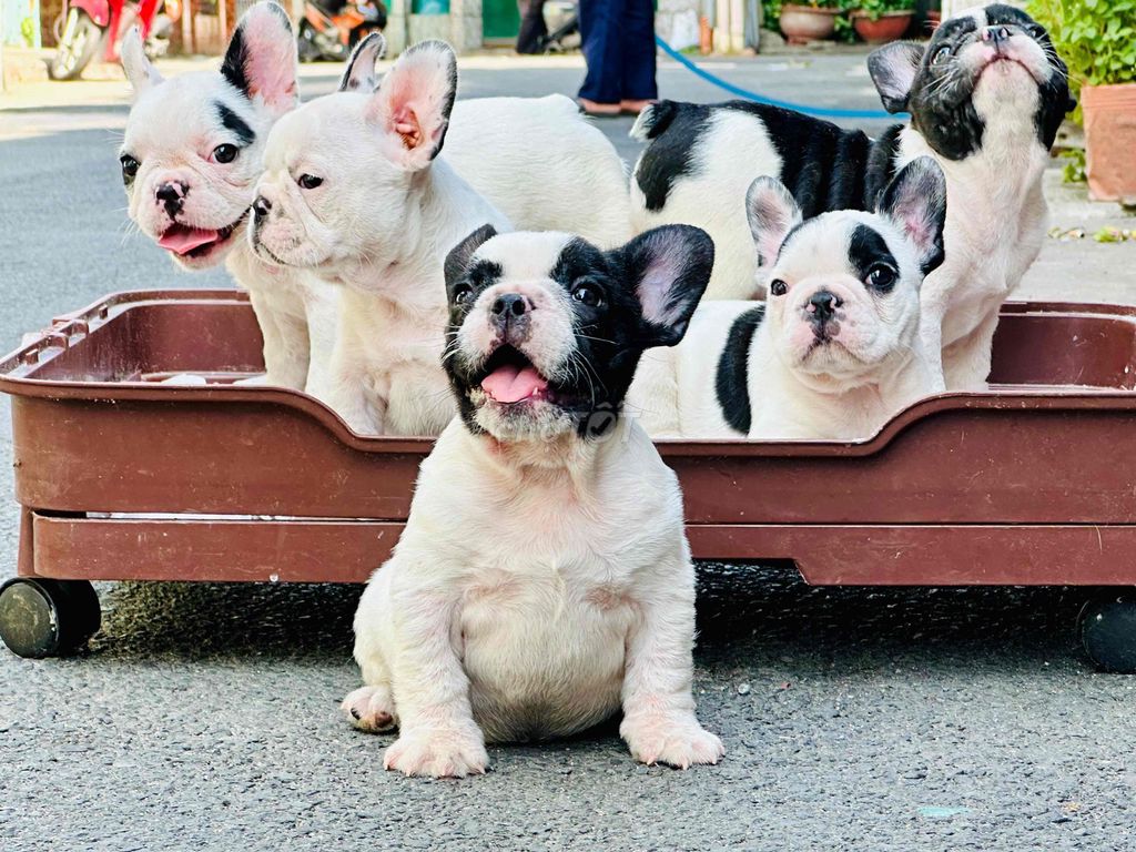 Chó French Bulldog bull pháp baby thuần chủng 2th. Mua bán Chó tại Quận Gò Vấp Tp Hồ Chí Minh được đăng bởi Thư hình 1
