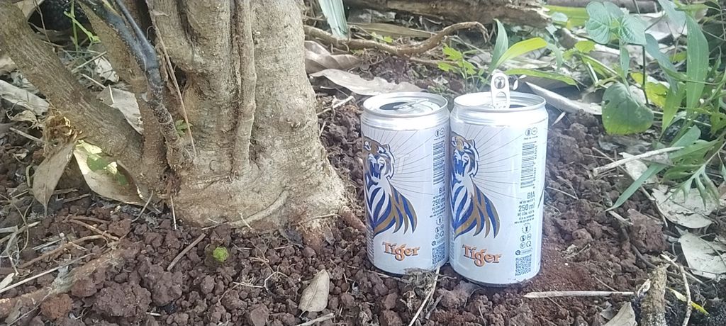 Cây cảnh Đinh Lăng 7 năm 100+ gốc. Mua bán Cây cảnh, đồ trang trí tại Huyện Châu Đức Bà Rịa - Vũng Tàu được đăng bởi Phong Nguyen hình 1