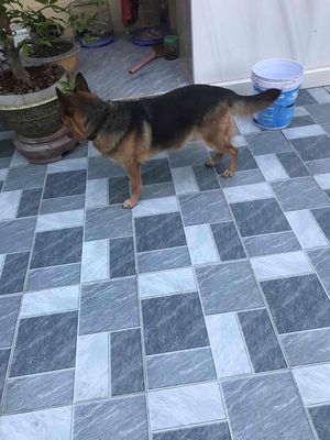 Chó Becgie cái trưởng thành