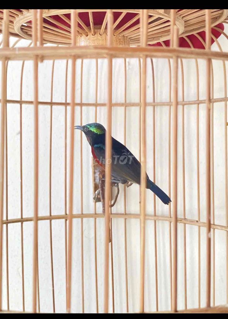 7 màu hót hay chim đẹp. Mua bán Chim tại Quận 12 Tp Hồ Chí Minh được đăng bởi Triển hình 1