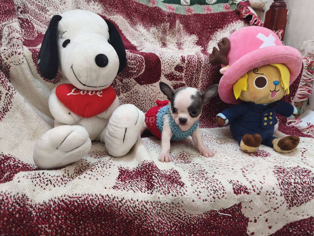 Chó Chihuahua đực bò sữa xám 2 tháng đã tiêm. Mua bán Chó tại Quận 8 Tp Hồ Chí Minh được đăng bởi ZoZo House Chihuahua hình 1