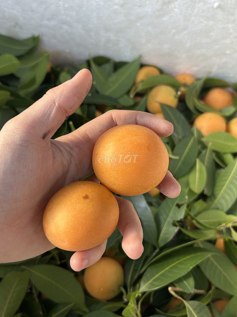 Thanh Trà Cam Nhà trồng. Mua bán Đồ ăn, thực phẩm và các loại khác tại Quận Cái Răng Cần Thơ được đăng bởi Kim Anh Nguyễn Thị hình 1