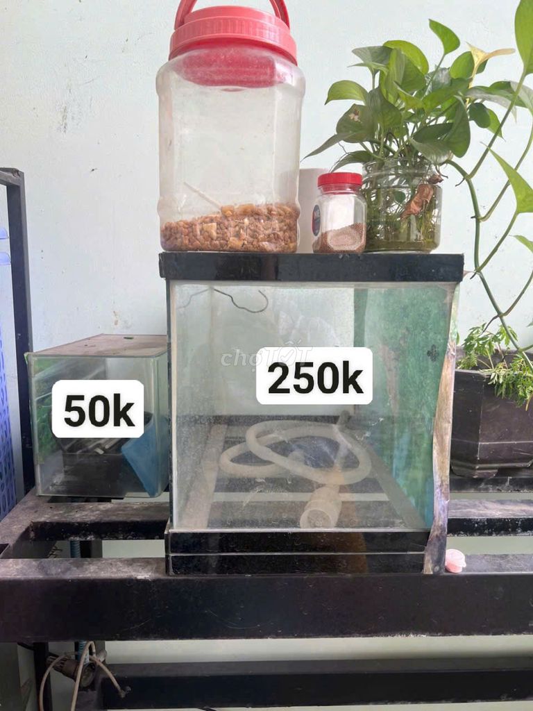 Hồ cá kính nhỏ. Mua bán Phụ kiện, Thức ăn, Dịch vụ tại Thành phố Thuận An Bình Dương được đăng bởi Trần thị trâm anh hình 1