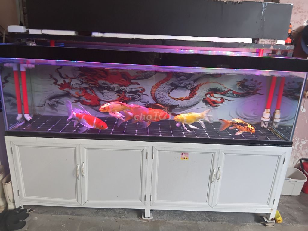 Hồ đẹp 60-2m thanh lý. Mua bán Thú cưng khác tại Quận Sơn Trà Đà Nẵng được đăng bởi Phước sỹ Mai hình 2