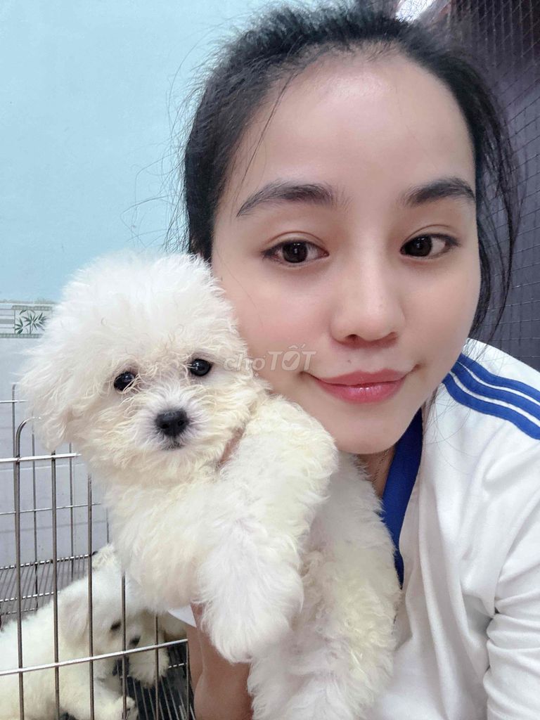 bichon sinh sản tại nhà hàng cao cấp. Mua bán Chó tại Quận Ngũ Hành Sơn Đà Nẵng được đăng bởi An Pet hình 4
