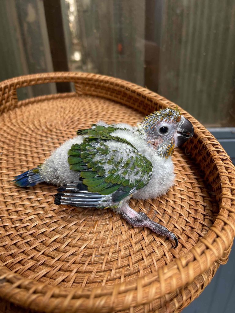 Vẹt Sun Conure non. Mua bán Chim tại Quận Sơn Trà Đà Nẵng được đăng bởi Vu Nguyen hình 1