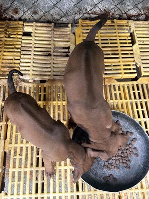 xoáy thái. Mua bán Chó tại Huyện Trảng Bom Đồng Nai được đăng bởi Hương