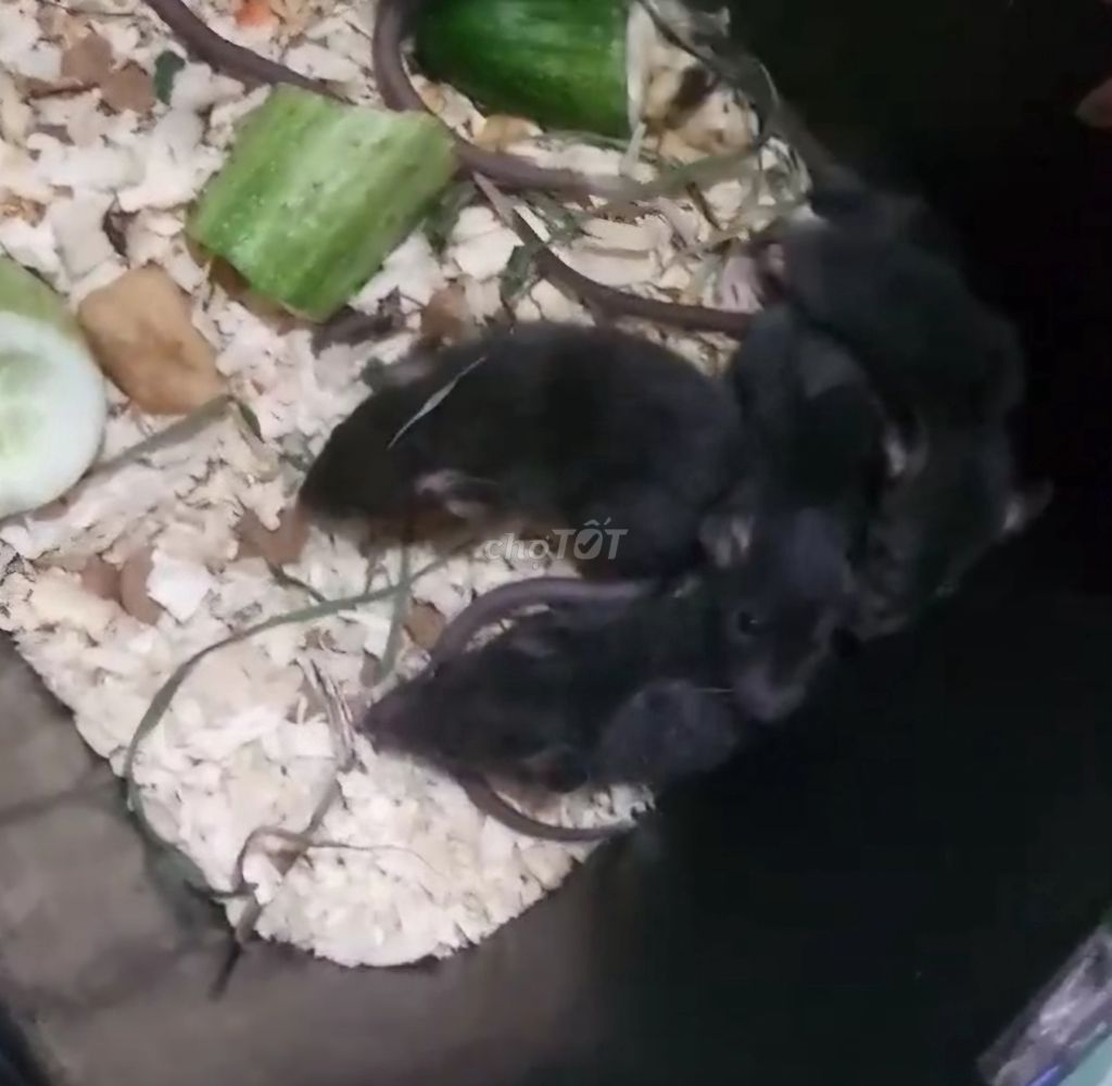 Bé chuột dumbo rat baby